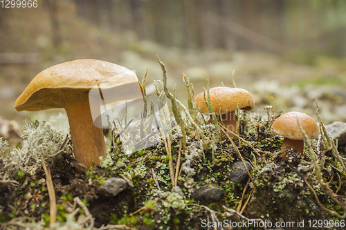 Image of Mushroom suillus bovinus growing in august