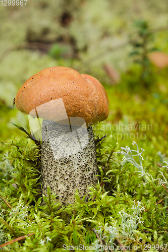 Image of Edible mushroom (Leccinum Aurantiacum) with orange cap