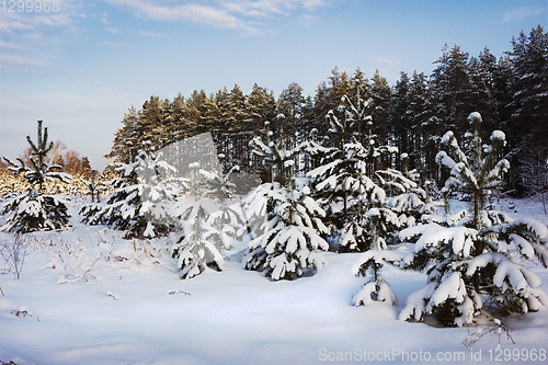 Image of Evening landscape after heavy snow