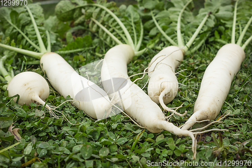 Image of Fresh Daikon on the lawn