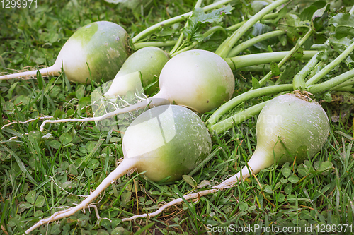 Image of Chinese or green radish