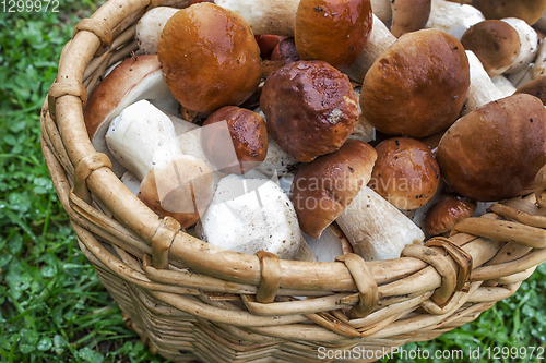 Image of Many boletus mushrooms in  basket