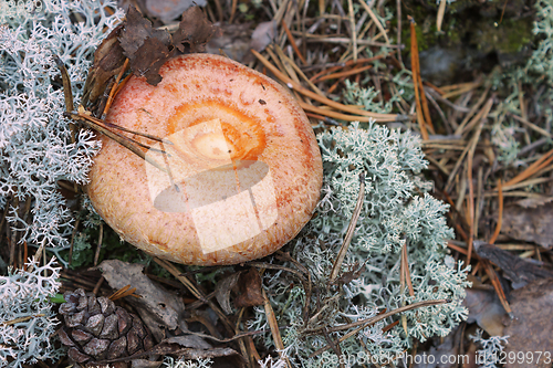 Image of Mushroom (Lactarius torminosus), suitable for consumption