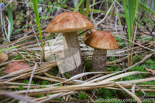 Image of Two brown cap boletus in grass closeup