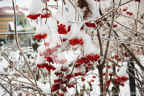 Image of Bunchs Viburnum in garden in icing