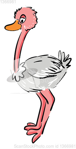 Image of Cartoon pink and white ostrich vector illustration on white back