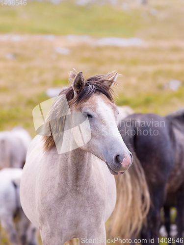 Image of portrait of beautiful wild horses