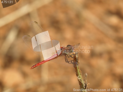 Image of dragonfly