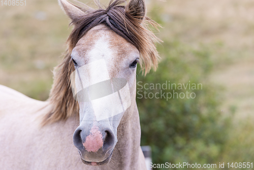 Image of portrait of beautiful wild horse