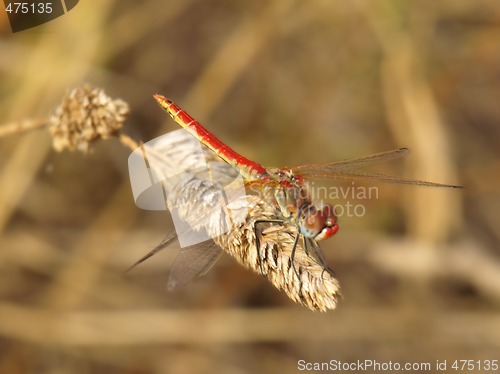 Image of dragonfly