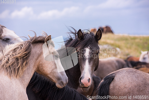 Image of portrait of beautiful wild horses