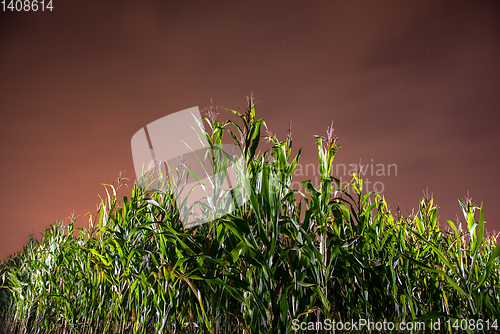 Image of corn field