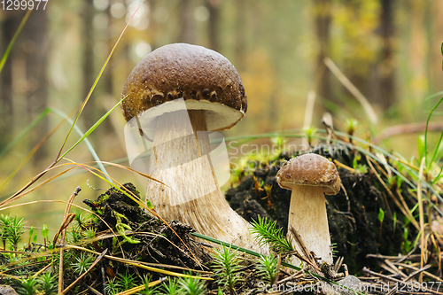 Image of Two mushroom boletus in forest in september