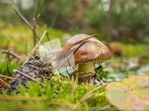 Image of Mushroom greasers (Suillus) on forest clearing