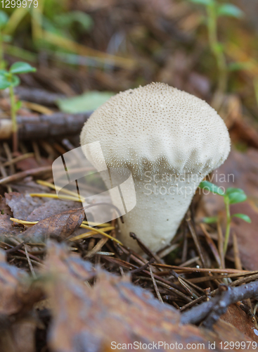 Image of Not a big puffball mushroom (Lycoperdon)