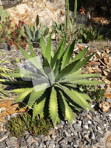 Image of aloe plant