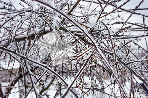 Image of Tree branches in the garden during the icineg