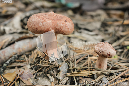 Image of Edible mushroom (Lactarius rufus) on pine needles