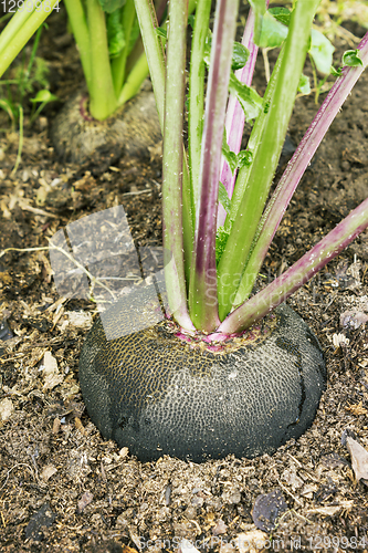 Image of Black radish