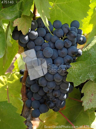 Image of bunchs of grape