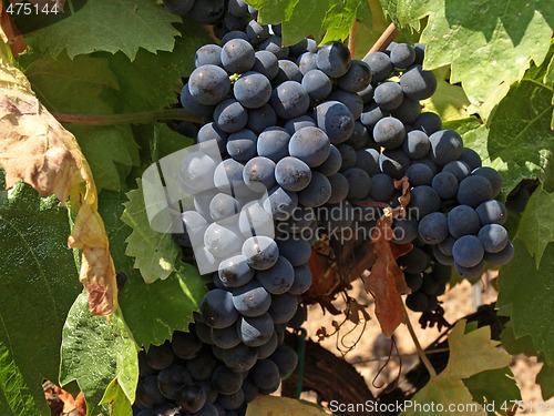 Image of bunchs of grape