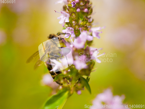 Image of close up Bee looking for nectar