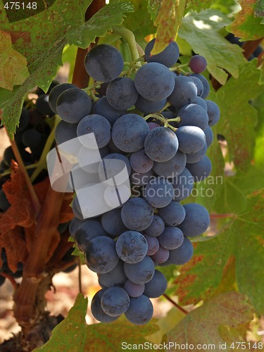 Image of bunchs of grape