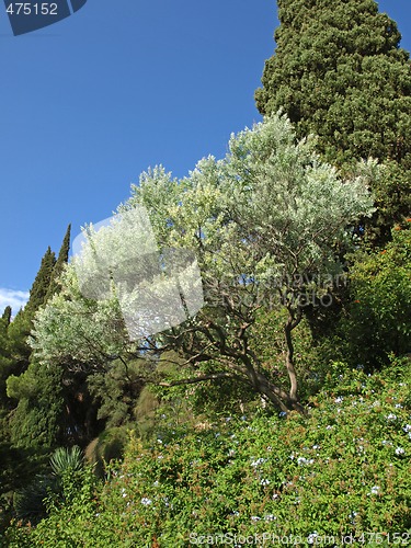 Image of olive tree and cypress