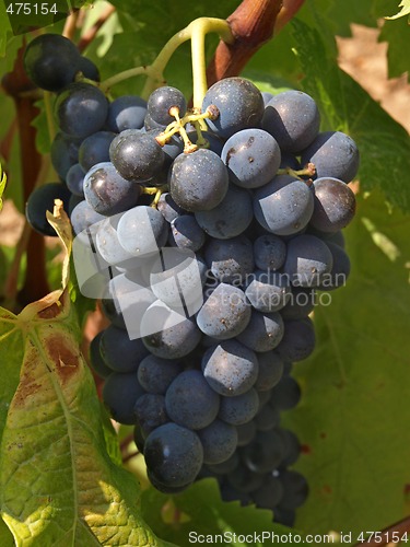 Image of bunchs of grape