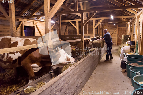 Image of herd of cows eating hay in cowshed on dairy farm