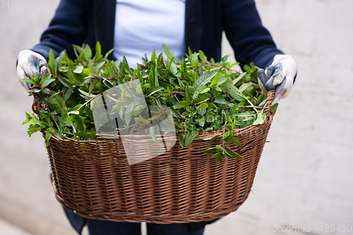 Image of gardening wooden basket with herbs