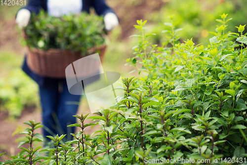 Image of gardening wooden basket with herbs