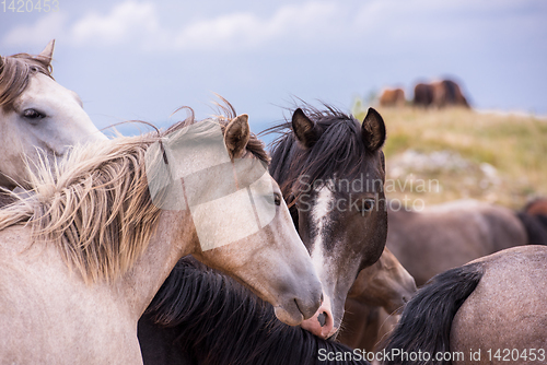 Image of portrait of beautiful wild horses