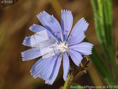 Image of blue flower