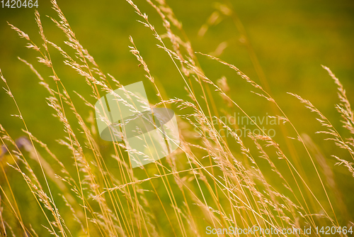 Image of Wheat field