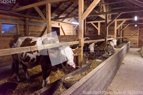 Image of herd of cows eating hay in cowshed on dairy farm