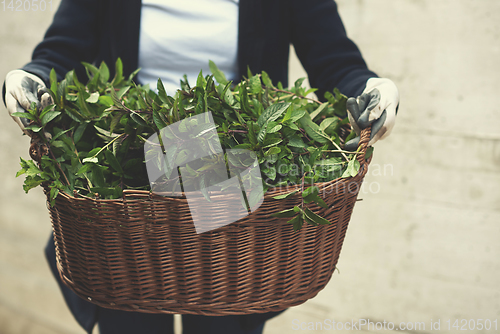 Image of gardening wooden basket with herbs