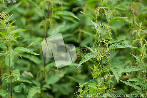 Image of nettle natural background