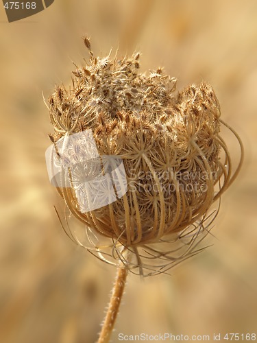 Image of dried wild carrot