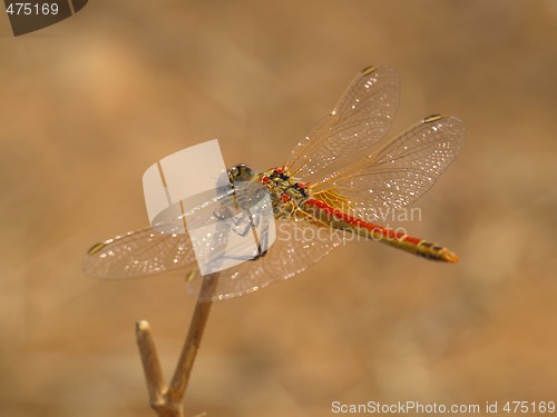 Image of dragonfly
