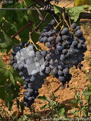 Image of bunchs of grape