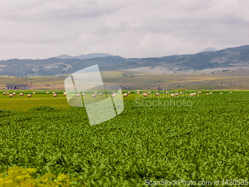 Image of Rolls of hay in a wide field