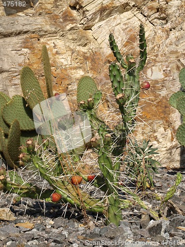 Image of Opuntia ficus-indica