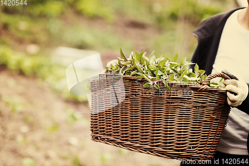 Image of gardening wooden basket with herbs