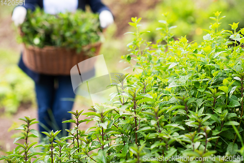 Image of gardening wooden basket with herbs