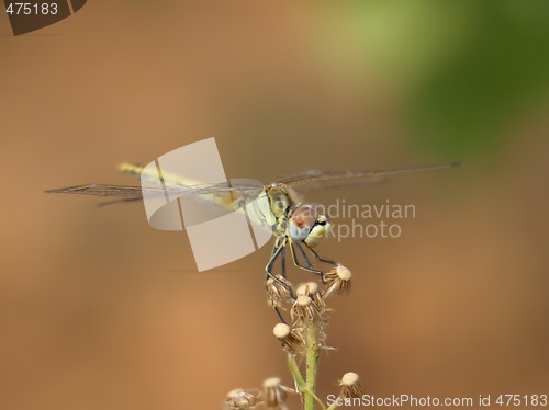 Image of dragonfly