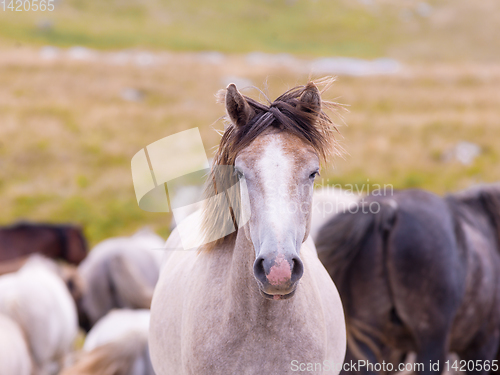 Image of portrait of beautiful wild horses