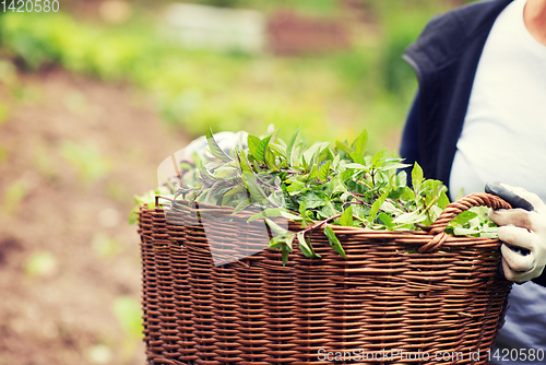 Image of gardening wooden basket with herbs