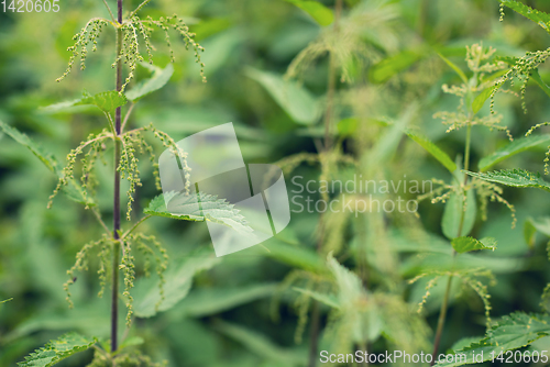 Image of nettle natural background