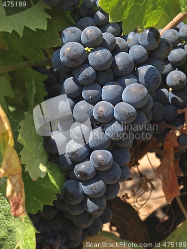 Image of bunchs of grape